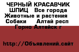 ЧЕРНЫЙ КРАСАВЧИК ШПИЦ - Все города Животные и растения » Собаки   . Алтай респ.,Горно-Алтайск г.